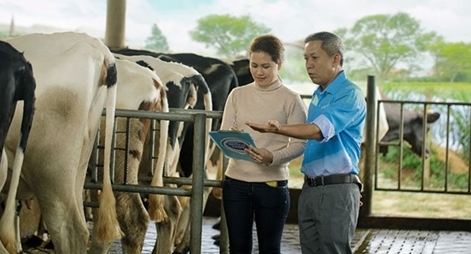 Cô Gái Hà Lan hỗ trợ nông dân hiện đại hóa quy trình nuôi bò sữa