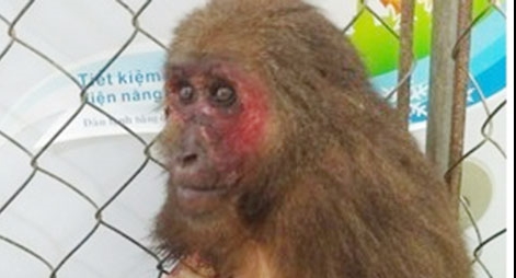 Kịp thời thu giữ 60kg động vật hoang dã quý hiếm… trước khi bị nấu cao