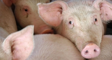 Chuyên gia Mỹ sẽ đến Việt Nam phối hợp nghiên cứu sản xuất vaccine phòng chống dịch tả lợn châu Phi