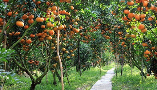 Khi cam quýt cũng thành thi tứ