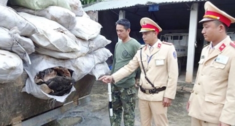 Phát hiện gần 4 tấn da trâu, bò hôi thối trên đường đi tiêu thụ 