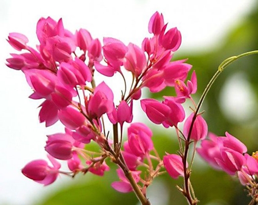 Những giọt máu đào