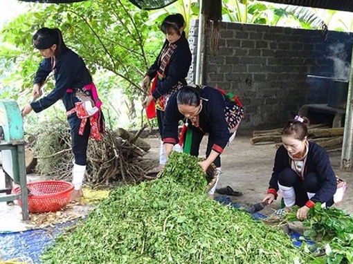 Hương núi thơm dâng hồn về đâu