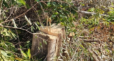 Rừng Tây Nguyên liên tục bị tàn phá