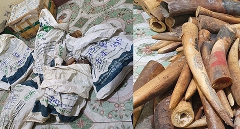 Thu giữ hơn 200kg ngà voi được vận chuyển trên Quốc lộ 1A