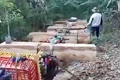 Trạm trưởng chỉ đạo " băm, hủy, phi tang" gỗ tang vật vi phạm