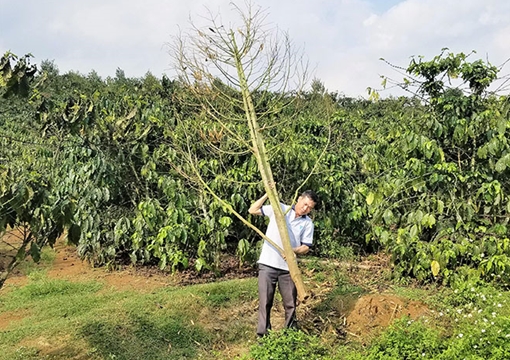 Lộ mặt kẻ đê hèn triệt hạ vườn cây quý