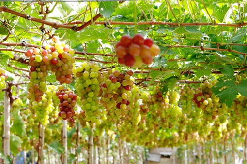 Trồng thành công nho Mỹ và nho Hàn Quốc tại Đà Lạt