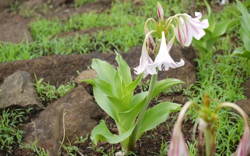 Làn hương chưa dứt