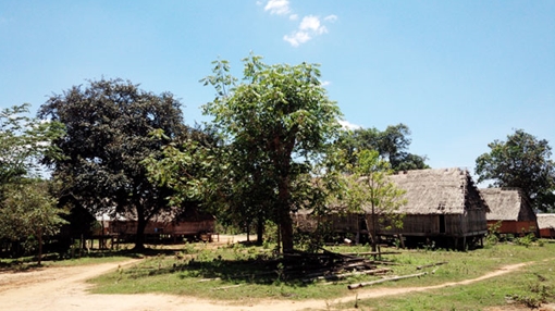 Để Tây Nguyên mãi xanh!