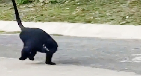 Voọc rời rừng ra đường tấn công người