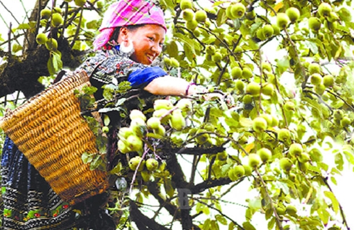 Lên “rốn” sơn tra Mù Cang Chải