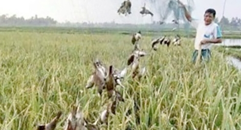 Cần kiên quyết ngăn chặn “bẫy tàng hình” tiêu diệt chim yến