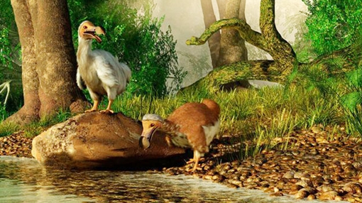 Tại sao chim dodo đã tuyệt chủng?
