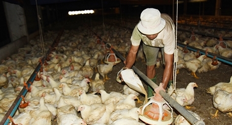 Người chăn nuôi lao đao vì giá gà thịt giảm