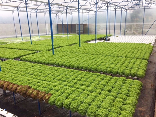 Nông dân công nghệ cao làm vườn... trực tuyến