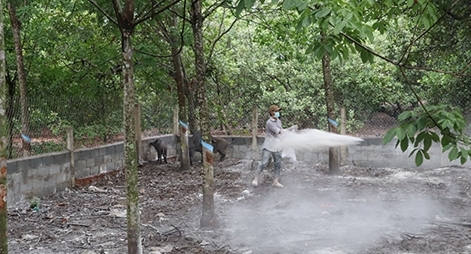 Bình Phước tái phát 3 ổ dịch tả lợn Châu Phi, người dân lo lắng