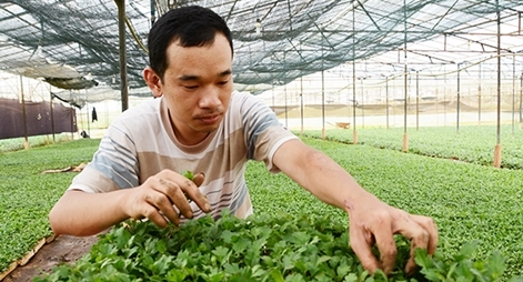 Đà Lạt chuẩn bị cho thị trường hoa Tết