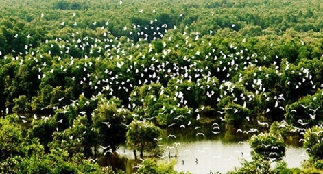 Kho tài nguyên tiếng chim hót trong rừng tràm xanh