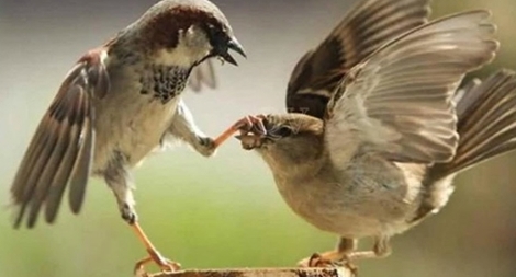 Nhẫn giúp thành sự