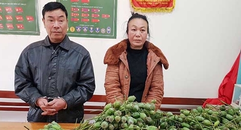 Cặp vợ chồng lái Ford Everest chở 18kg quả thuốc phiện tươi