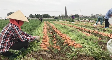 Chung tay hỗ trợ tiêu thụ nông sản cho Hải Dương