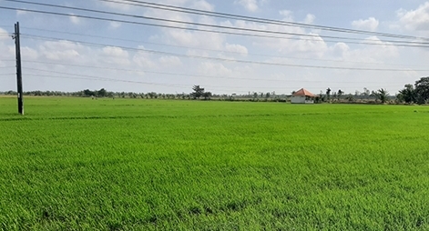 Bất chấp cảnh báo, nhiều nông dân “đánh cược” với thời tiết