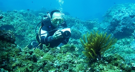 Bảo vệ rạn san hô ở vùng biển Cù lao Chàm