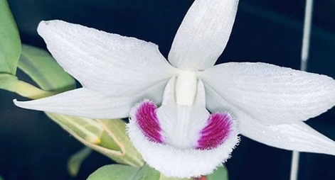 Thận trọng khi tham gia mua, bán lan đột biến