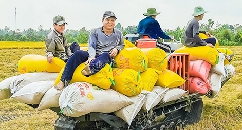 Nông dân miền Tây Nam Bộ “thắng đậm” vụ đông xuân