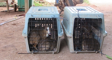 Thả 13 con cheo cheo quý hiếm về rừng tự nhiên