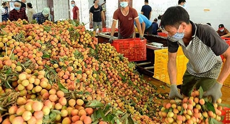 Thủ tướng Chính phủ chỉ đạo tháo gỡ khó khăn tiêu thụ nông sản cho Bắc Giang