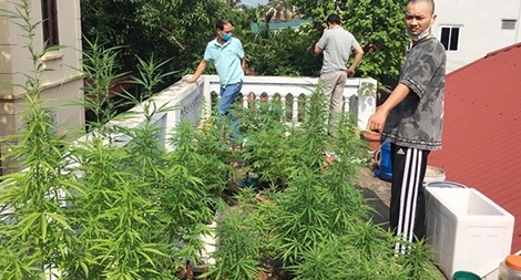 Những thủ đoạn tinh vi của dân trồng “cỏ”