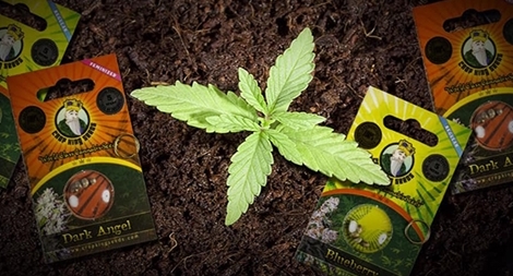 Nhộn nhịp “chợ” cần sa online