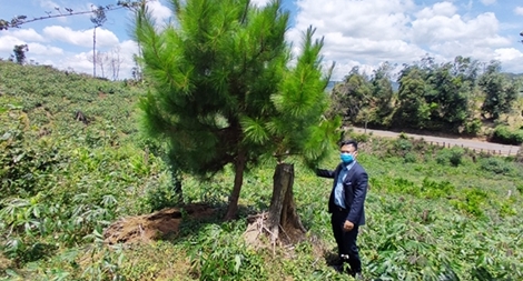 Thiệt hại tiền tỷ từ một dự án trồng rừng