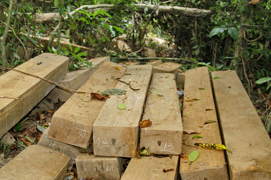 Xem xét kỷ luật cán bộ để xảy ra vụ phá rừng ở Vĩnh Thạnh