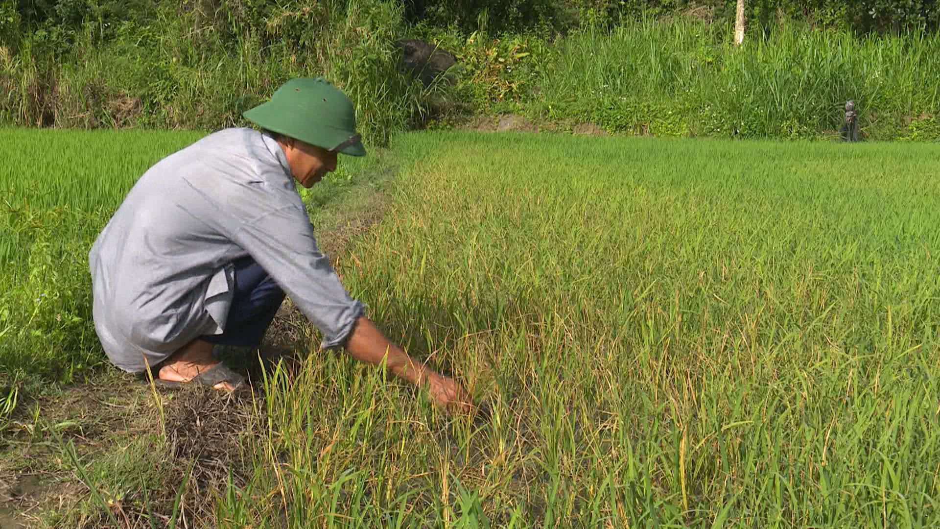  3.880m2 lúa của hai nông dân gieo trồng bị phá hoại 