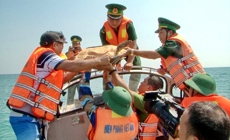 Giải cứu một cá thể rùa biển về lại môi trường tự nhiên