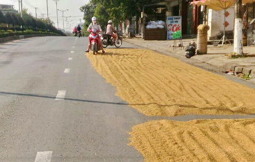 Nhiều tuyến đường ở Phú Yên biến thành sân... phơi lúa