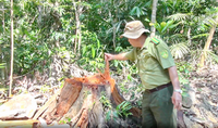Lâm tặc mở đường vào rừng đốn hạ hàng chục cây gỗ