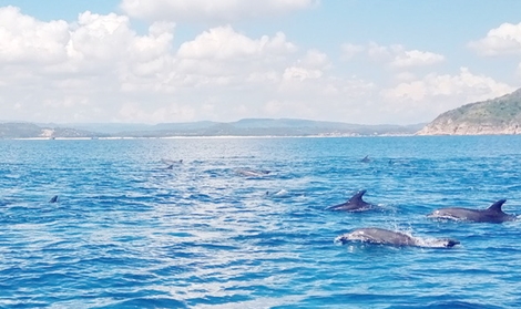 Đàn cá heo chen nhau chao lượn ven bờ biển Phú Yên