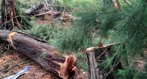 Người đàn ông bị cây đè chết  trong rừng, trên tay vẫn cầm cưa