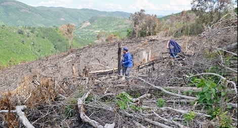 Kỷ luật 11 đảng viên liên quan vụ phát dọn trái phép hơn 53 ha rừng và đất rừng