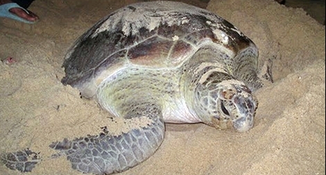 Phát hiện và bảo vệ rùa biển đẻ 99 trứng