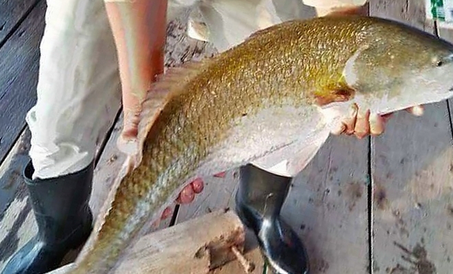 Thêm một “cần thủ” ở Khánh Hòa câu được cá sủ vàng quý hiếm