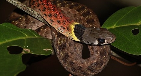 “Rắn học trò” cực độc cắn bé gái 15 tháng tuổi tử vong