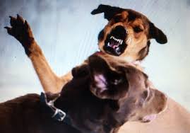 Liên tiếp cấp cứu các trường hợp trẻ bị chó cắn