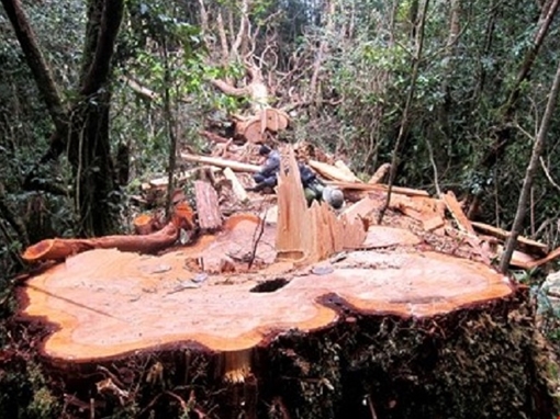 Xử phạt 3 đối tượng trộm gỗ pơmu tại VQG Bidoup - Núi Bà