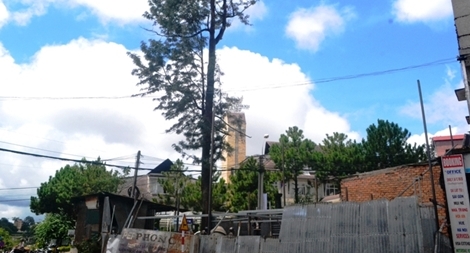 Ai đã bảo kê chặt hạ cây cổ thụ rồi cho phép xây nhà tại TP Đà Lạt?