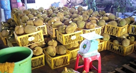 Phát hiện tồn dư kim loại nặng trong sầu riêng ủ chín bằng... phân!?